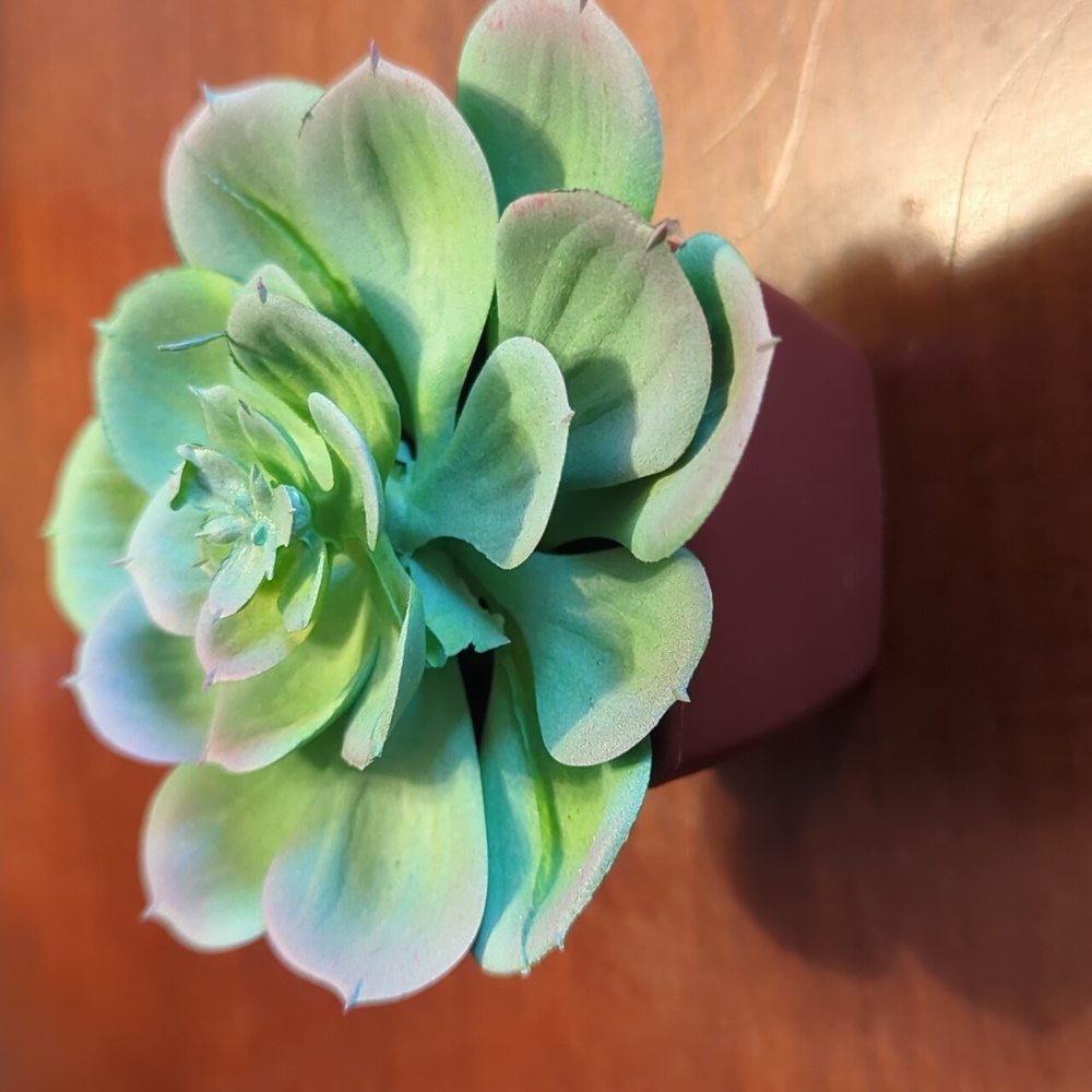 Faux Succulent in plastic terracotta colored planter